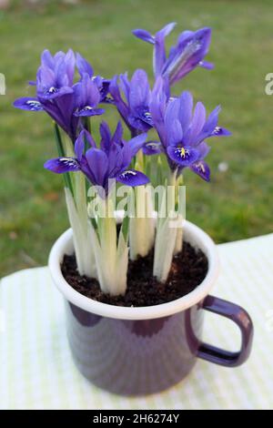 dwarf iris (iris reticulata 'harmony') in an enamel cup Stock Photo