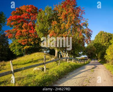 europe,sweden,dalarna,mora,lake siljan,sollerön island,autumn-colored maple trees Stock Photo
