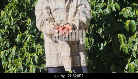 Latin woman farmer showing picked red coffee beans in his hands. Woman coffee farmer is harvesting coffee in the farm, arabica coffee. Stock Photo