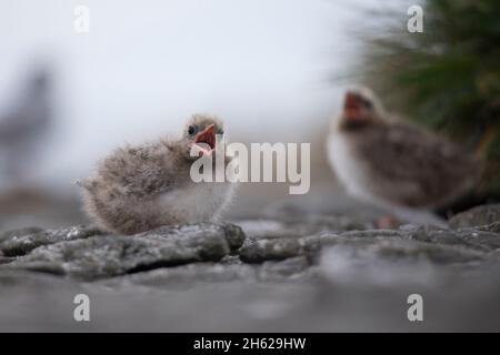 an arctic tern chick in iceland. Stock Photo