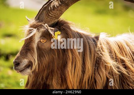 Portrait of a beautiful billygoat or male goat, profile view, with long fur and horns. Italian Alps, Trentino Alto Adige, Italy, Europe. Stock Photo