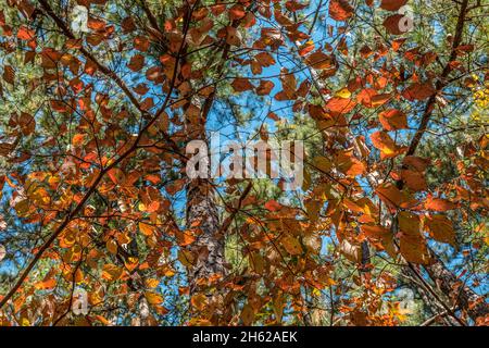 Looking upwards through the filtered sunlight of the vibrant orange leaves of the tree closeup in the forest on a sunny day in autumn Stock Photo