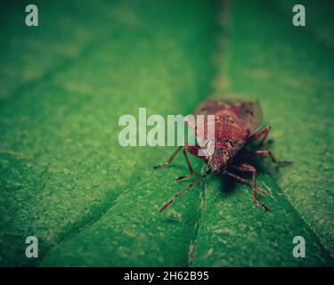 Little and small red bug on a green leaf in a forest. Macro capture. Stock Photo
