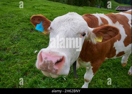 cow on the mountain pasture in the bavarian alps Stock Photo