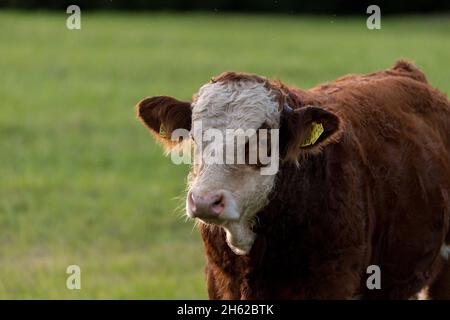 calf,young ox in the pasture Stock Photo