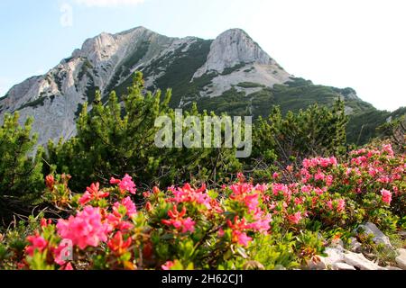hike,view to the summit of the brunnsteinspitze (2197 meters),in the foreground the alpine roses bloom behind them pines,pinus mugo,mountain pine,austria,tyrol,scharnitz,karwendel nature park, Stock Photo