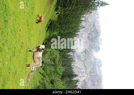 cow,cows on the wettersteinalm 1464 m,germany,bavaria,werdenfels,wetterstein mountains,garmisch-partenkirchen Stock Photo
