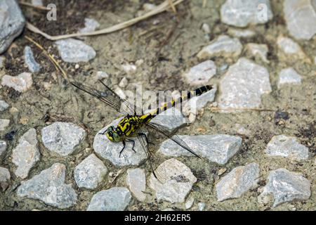 the little dragonfly (onychogomphus forcipatus) is a species of dragonfly from the family of the river damsel (gomphidae),which belongs to the large dragonflies (anisoptera). Stock Photo