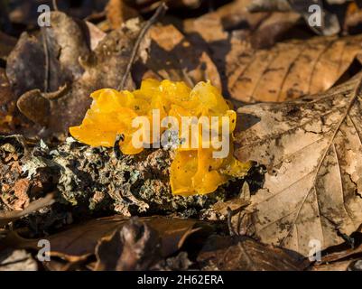 the golden yellow trembling is a type of mushroom from the family of the trembling relatives. Stock Photo
