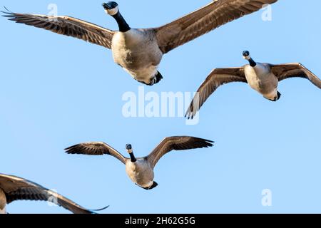 canada geese (branta canadensis) in flight Stock Photo