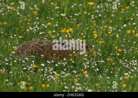Brown hare in typical habitat of pastureland.  The valley in which I captured these images has a high density of eagles near the Cairngorms. Stock Photo