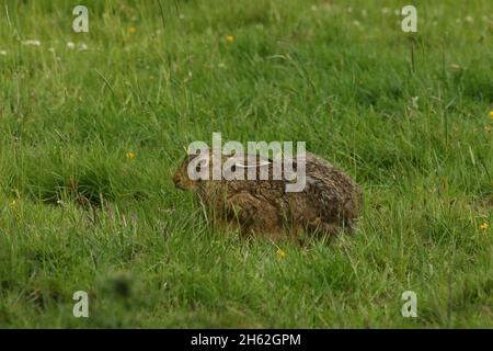 Brown hare in typical habitat of pastureland.  The valley in which I captured these images has a high density of eagles near the Cairngorms. Stock Photo