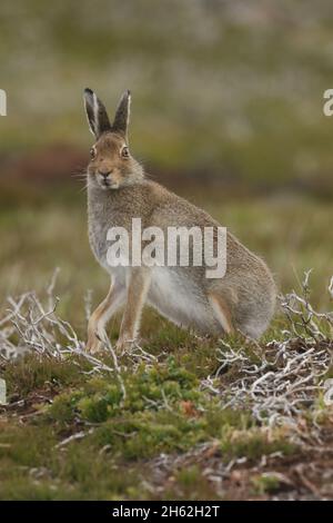 Mountain or blue hares are found on moorland and grassland from low to high mountains.  They moult from brown in the Summer to white in Winter Stock Photo