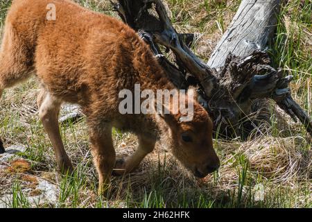 A bison calf grazing on grass in Yellowstone Stock Photo