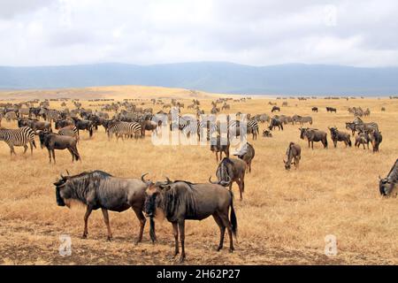 Grant's Zebras (Equus quagga boehmi) and Blue Wildebeests (Connochaetes taurinus) on the Savannah. Ngorongoro Crater, Tanzania Stock Photo