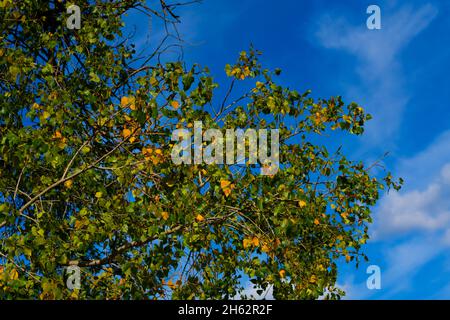 beginning of autumn,deciduous tree with first autumn coloured leaves Stock Photo