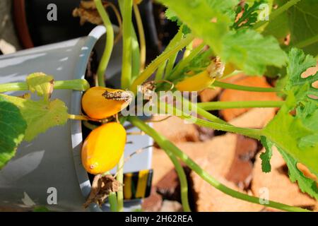 yellow zucchini plant in bucket,pot with dry flower,leaves Stock Photo