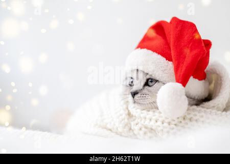 Christmas cat card Little curious funny striped Scottish fold kitten in Christmas red Santa hat on white bed at home Stock Photo
