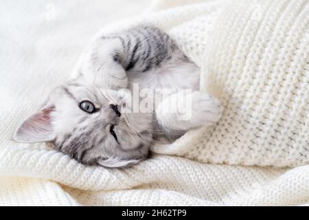 Funny cute little striped Scottish fold Kitten cat lying on white. Concept adorable pets cats Stock Photo