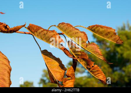 Autumn leaves Stock Photo