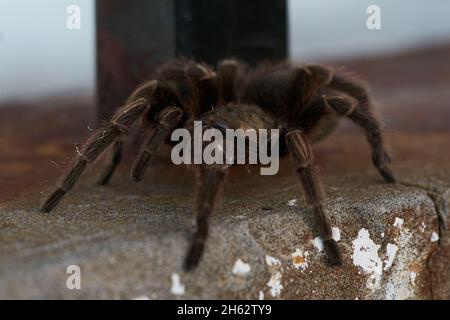 Large, hairy spider climbs walls. selective focus Stock Photo