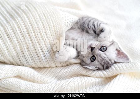 Funny cute little striped Scottish fold Kitten cat lying on white. Concept adorable pets cats Stock Photo