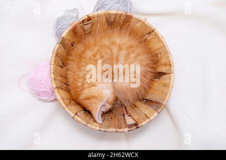 Cute red kitten Cat sleeping with pink and grey balls skeins of thread in basket on white bed Stock Photo