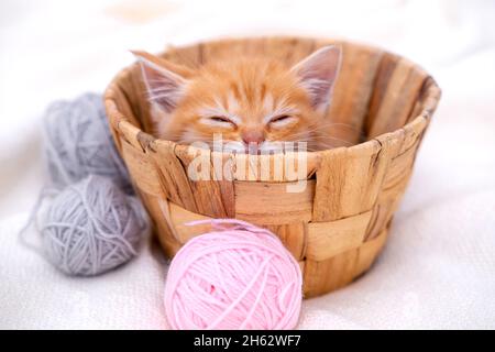 Cute red kitten Cat sleeping with pink and grey balls skeins of thread in basket on white bed Stock Photo