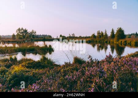 heath in the high fens with a lake Stock Photo