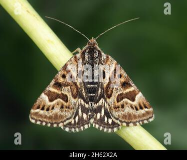 Mother Shipton moth (Callistege mi) perched on grass stem. Tipperary, Ireland Stock Photo