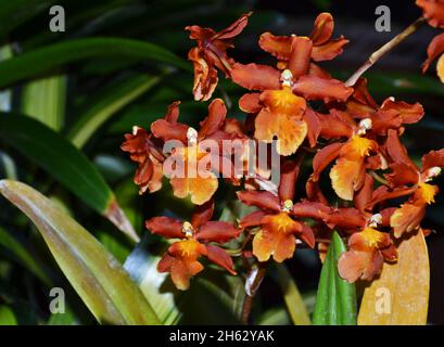Dark orange oncidium orchid in Shakopee, Minnesota, USA Stock Photo