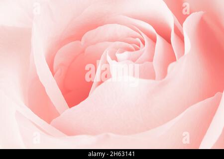 Blurred pink rose flower background. Rose flower core close-up. Stock Photo