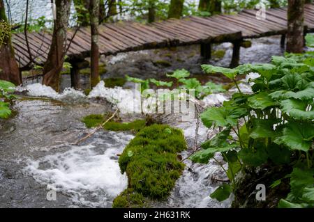 a wooden walkway surrounded by trees,waterfalls and greenery in plitvice national park,croatia Stock Photo