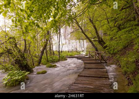 a wooden walkway surrounded by trees,waterfalls and greenery in plitvice national park,croatia Stock Photo