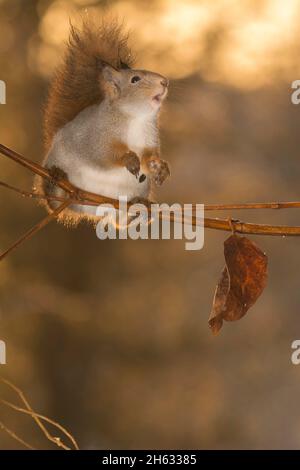 close up of red squirrel leaning on flower reaching up with open mouth
