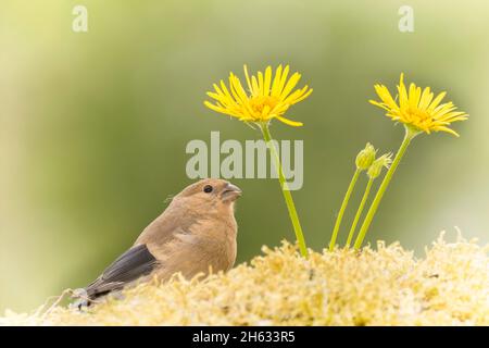 profile and close up of a young bullfinch in front and in the middle of yellow flowers Stock Photo