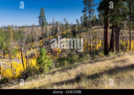 Young autumn aspen trees growing on the hillside below the Arizona Trail. Kaibab National Forest, Arizona Stock Photo