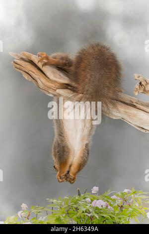 close up of red squirrel hanging down from a tree trunk looking at anemone flowers Stock Photo