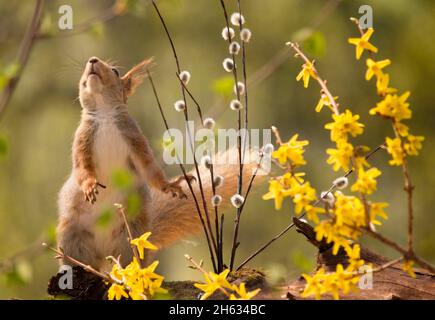 close up of red squirrel standing on branches with yellow flowers in sunlight looking up Stock Photo