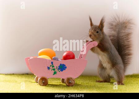 close up of red squirrel wih a pram filled with eggs Stock Photo