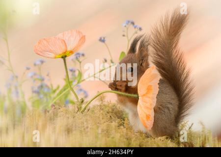close up of red squirrel hiding behind poppy flowers with tail up Stock Photo