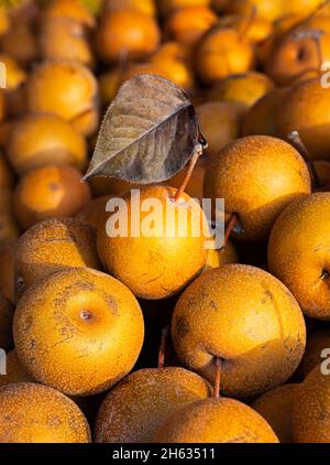Close-up of ripe Brown Asian pears at a local farmer's market Stock Photo