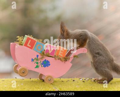 red squirrel holding a pram with wooden blocks with the word love Stock Photo