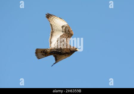 Magnificent dark morph Red-tailed Hawk in flight against clear blue sky Stock Photo