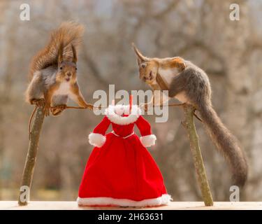 red squirrels standing on a laundry line with a dress Stock Photo