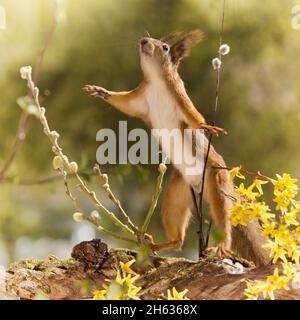 close up of red squirrel standing on branches with yellow flowers in sunlight looking up Stock Photo