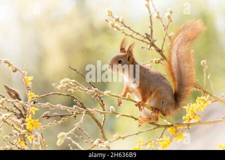 close up of red squirrel standing on branches with yellow flowers in sunlight Stock Photo