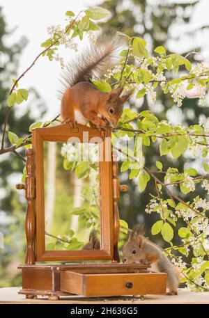 red squirrel standing on a mirror under a tree wih flowers with another young squirrel below Stock Photo