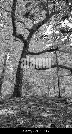 Grayscale shot of a dense forest Stock Photo