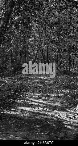 Grayscale shot of a footpath in the dense forest Stock Photo